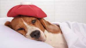 Уролитиаза при кучета - уролитиаза: лечение, симптоми